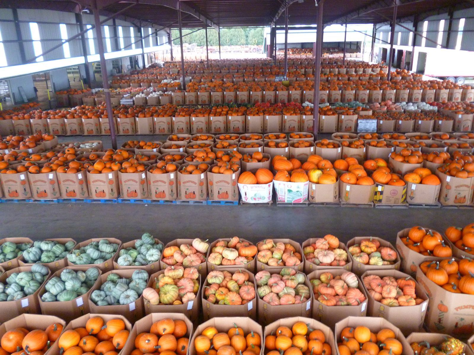 Pumpkins and squash boxed inside the Cedar Valley Produce Auction barn